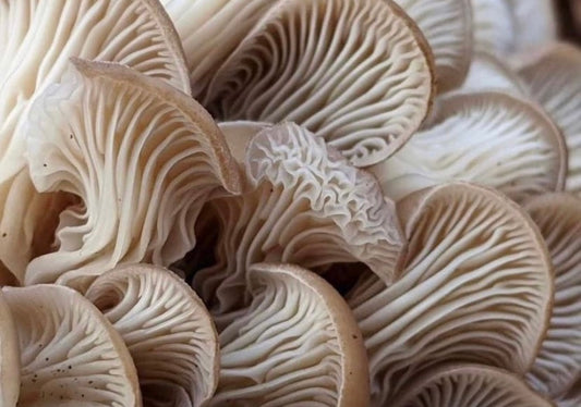 Our Mushrooms